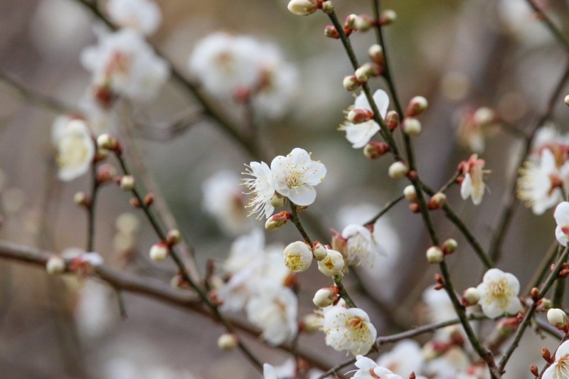 今、咲いているお花たち