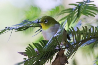 逗子に棲む野鳥①　旧郷土資料館（蘆花記念公園）